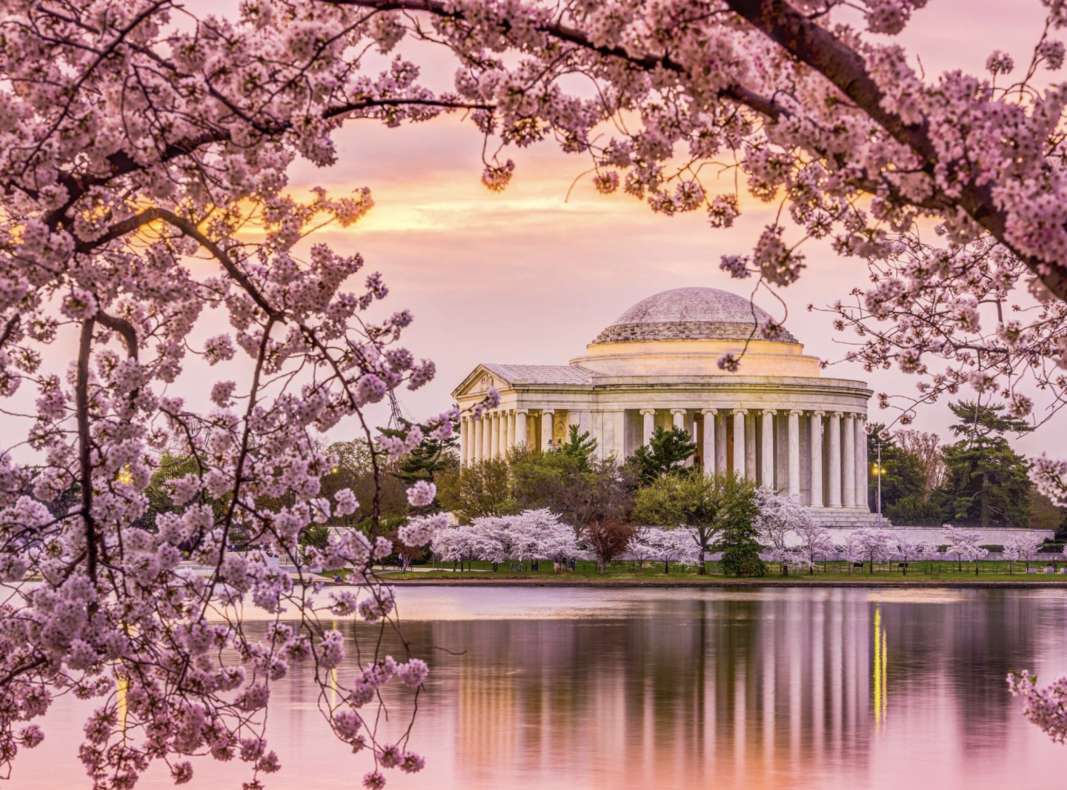 Washington D.C. Cherry Blossom Festival Guide & Map